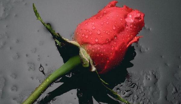 عکس گل برای پروفایل دانلود