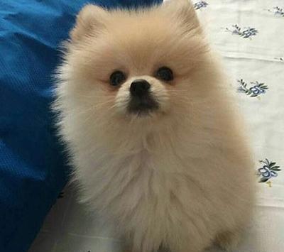 عکس سگ شیتزو پاکوتاه