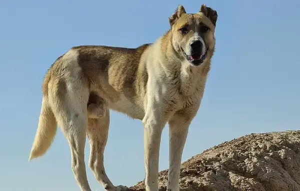 عکس سگ سرابی خطر