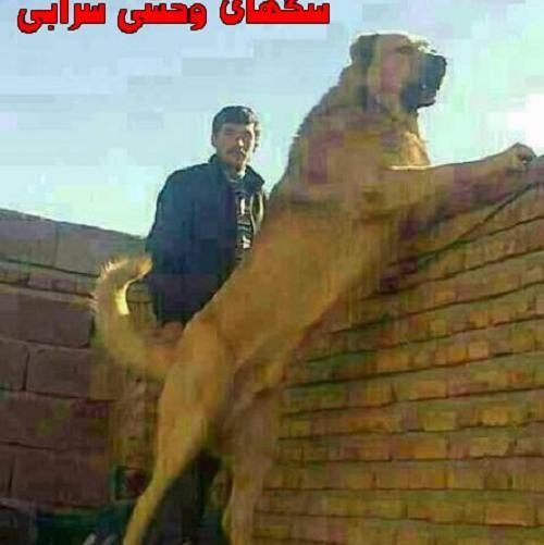 عکس سگ سرابی خطر