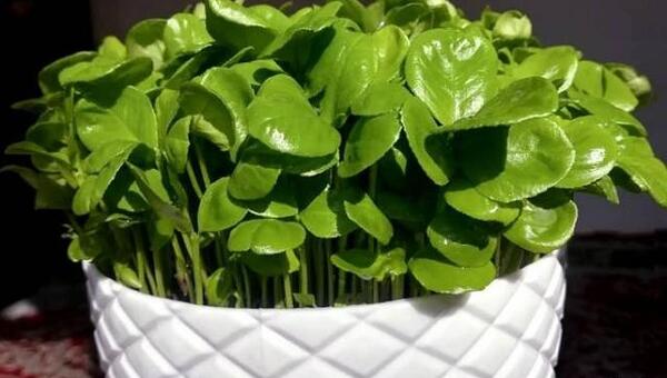 عکس سبزه ی نارنج