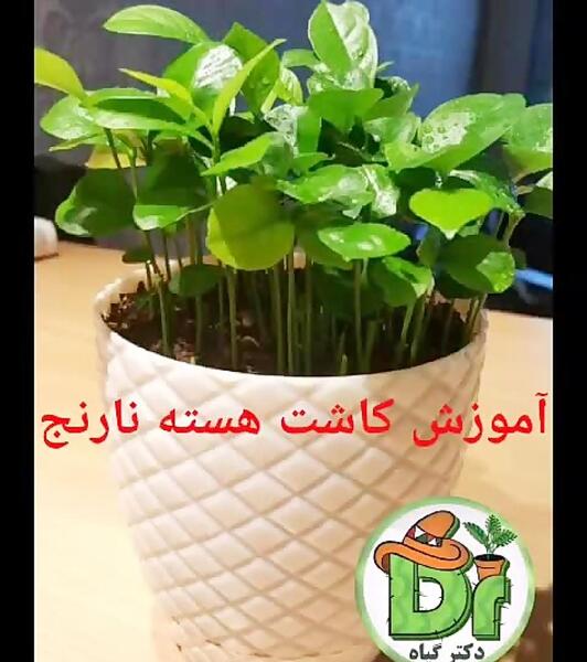 عکس سبزه ی نارنج