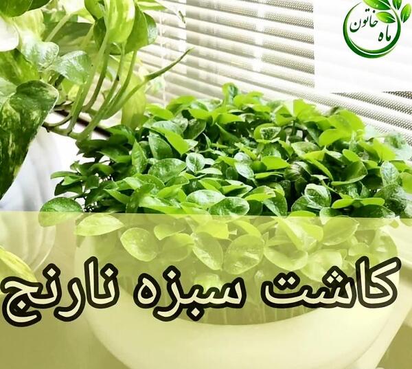عکس سبزه ی نارنج