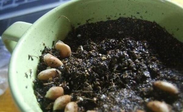 عکس سبزه ی نارنج