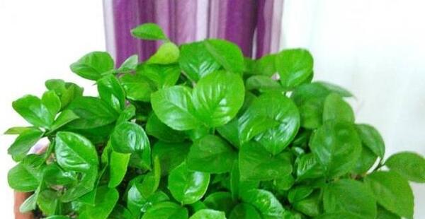 عکس سبزه ی نارنج