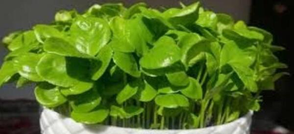 عکس سبزه ی نارنج