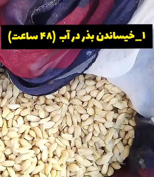 عکس سبزه ی نارنج