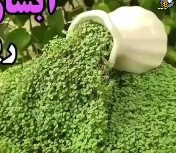 عکس سبزه آبشاری