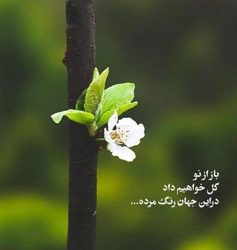 عکس پروفایل واتساپ عربی