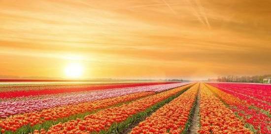 عکس پروفایل از فصل بهار