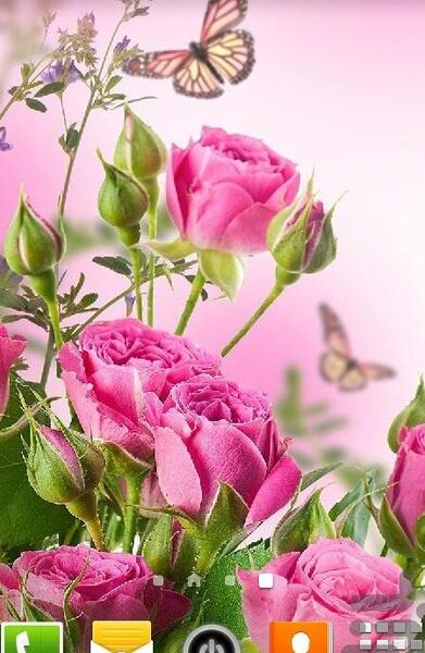عکس گل رز برای تصویر زمینه گوشی سامسونگ