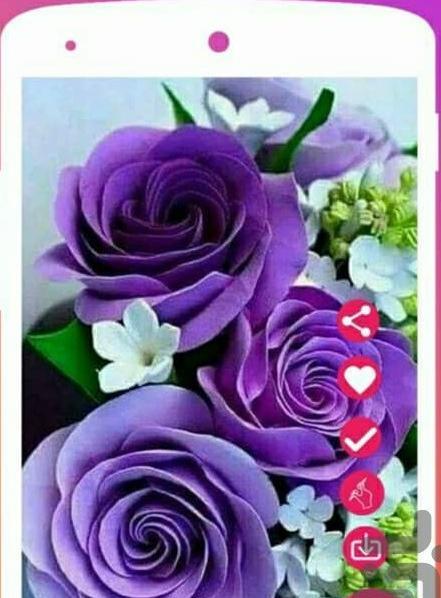 عکس گل رز برای تصویر زمینه گوشی سامسونگ