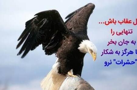 عکس های خفن عقاب