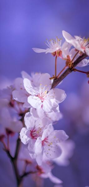 عکس تصویر زمینه گوشی گلدار