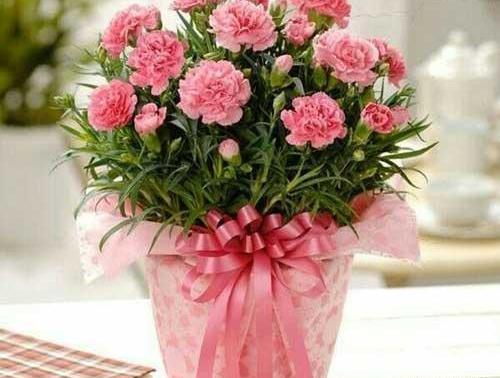عکس گل زیبا برای پروفایل تلگرام