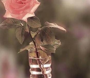 عکس گل برای پروفایل اینستا دخترانه