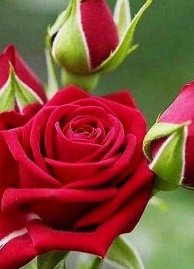 عکس گل برای پروفایل اینستا دخترانه