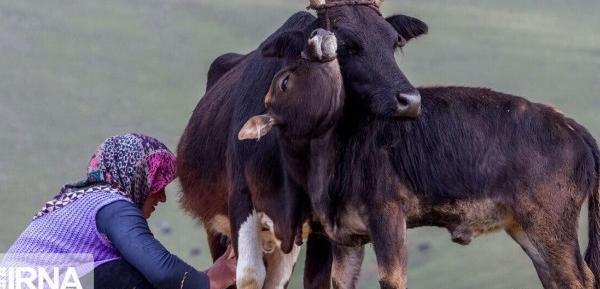 عکس گاو تبلت