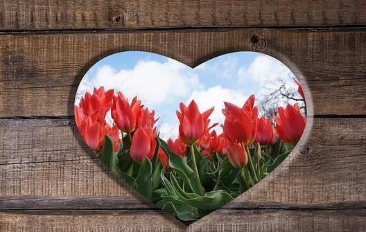 عکس گل برای پروفایل گروه خانوادگی