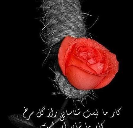 عکس گل رز مشکی برای پروفایل غمگین