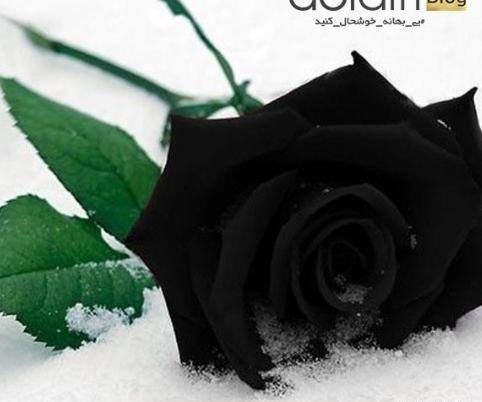 عکس گل رز مشکی برای پروفایل غمگین