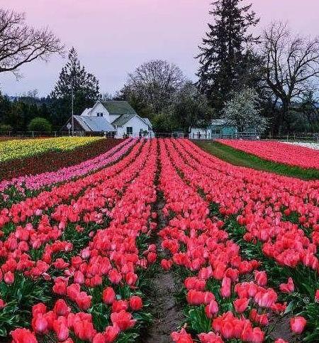 عکس گل گیاه برای پروفایل