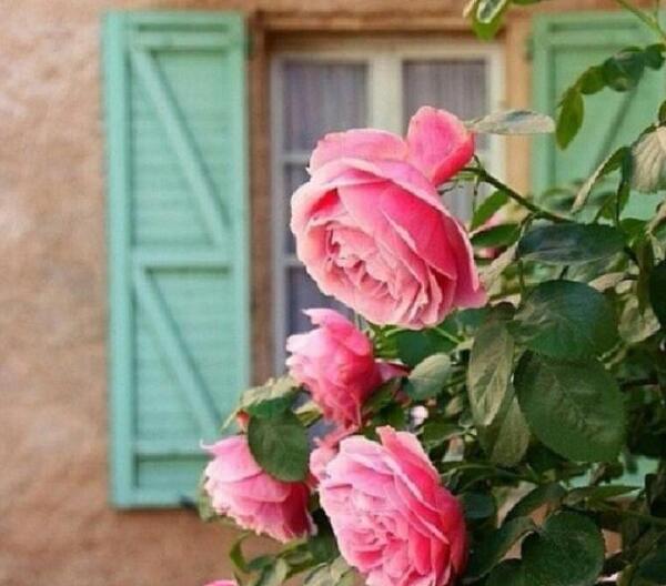 عکس گل گیاه برای پروفایل
