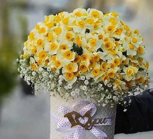 عکس گل گیاه برای پروفایل