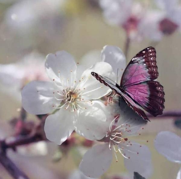عکس گل گیاه برای پروفایل