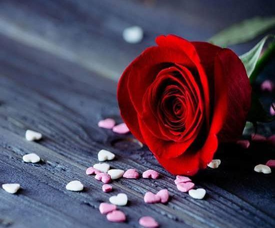 عکس گل گیاه برای پروفایل