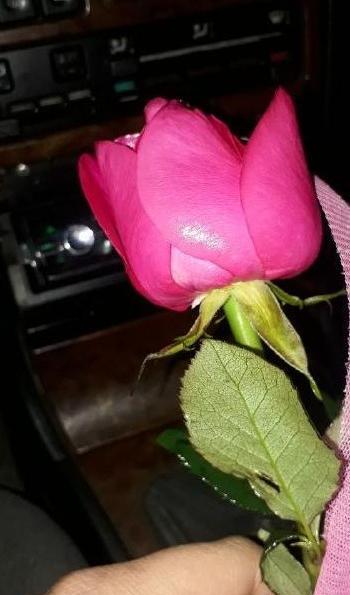 عکس گل فیک برای پروفایل