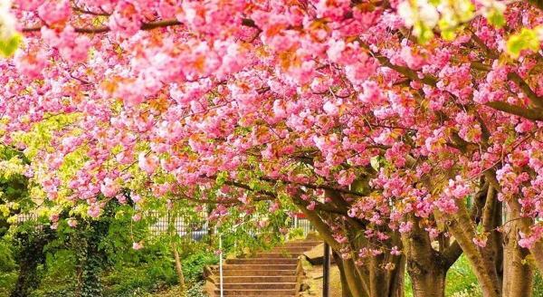 عکس تصویر زمینه گوشی بهاری