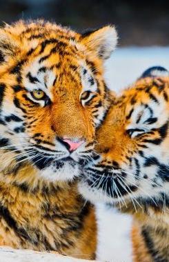 عکس حیوانات برای تصویر زمینه گوشی
