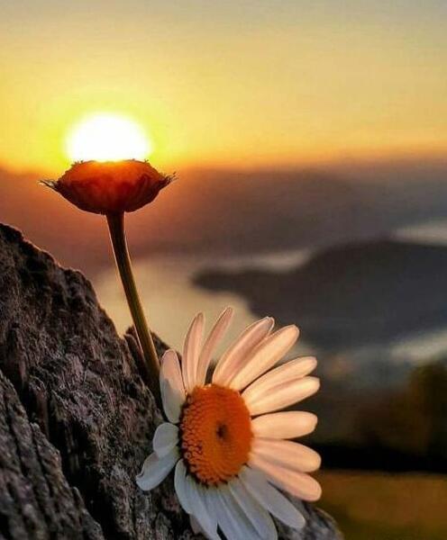 یه عکس گل برای پروفایل