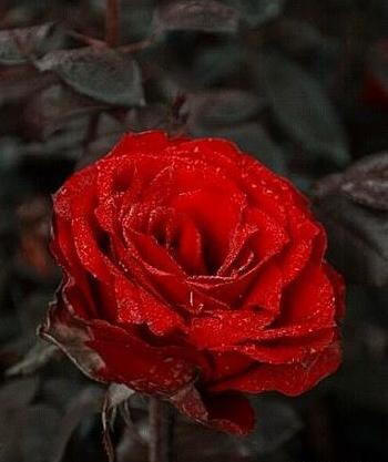 یه عکس گل برای پروفایل