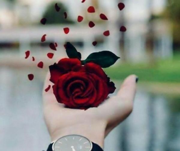 عکس گل برای پروفایل واتساپ دخترانه