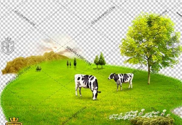 عکس گاو چشم رنگی