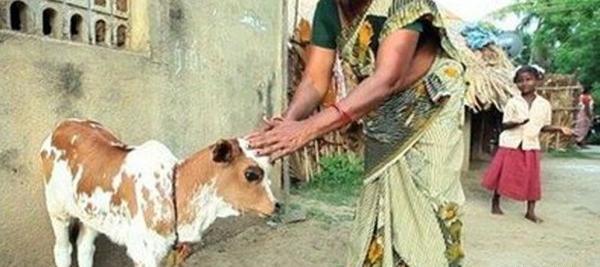 عکس گاو چشم رنگی