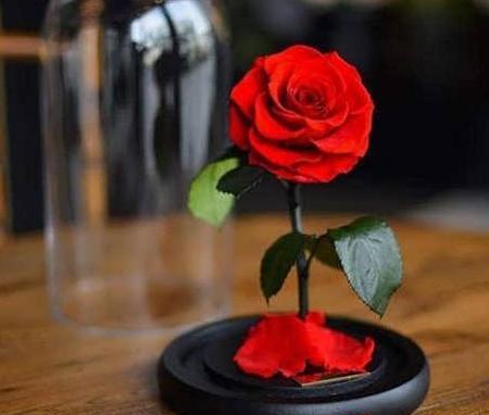 عکس گل قلب برای پروفایل
