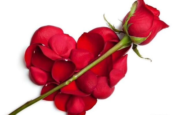 عکس گل قلب برای پروفایل