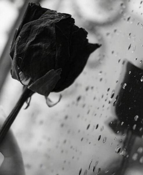 عکس چیدن گل برای پروفایل