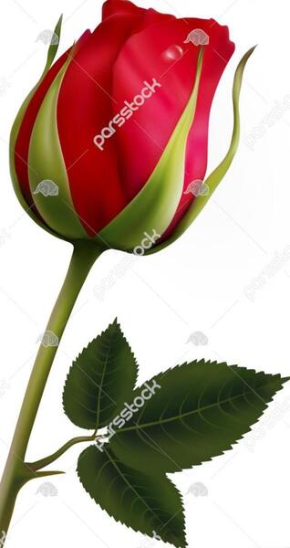 عکس گل غنچه برای پروفایل