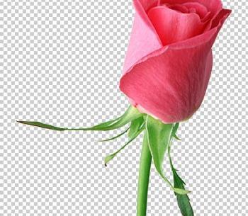 عکس گل غنچه برای پروفایل