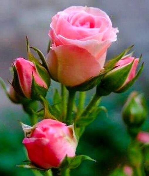 عکس گل غنچه برای پروفایل