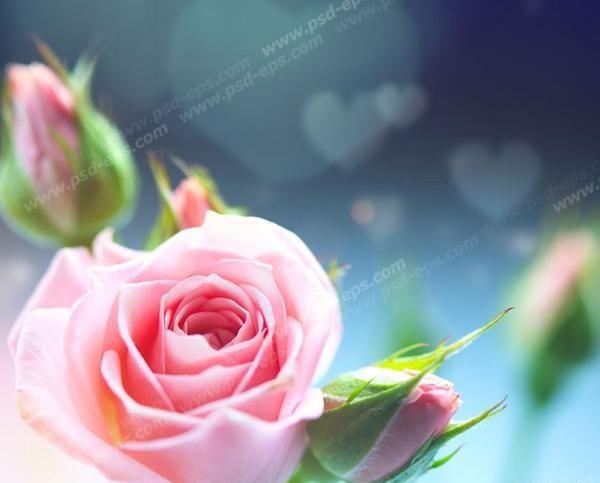 عکس گل غنچه برای پروفایل