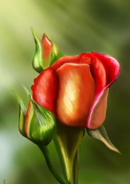 عکس گل غنچه برای پروفایل