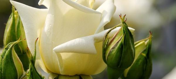 عکس گل غنچه برای پروفایل