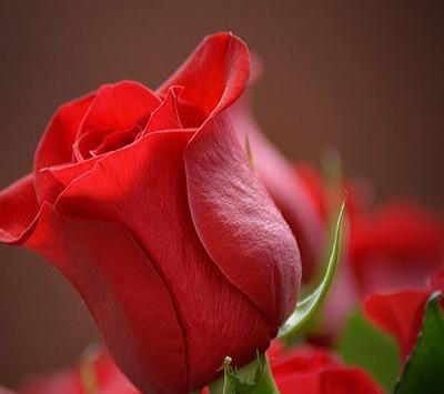 عکس گل غنچه برای پروفایل