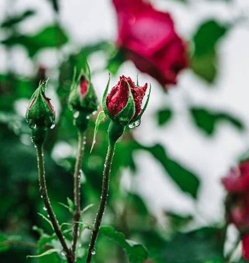 عکس گل غنچه برای پروفایل