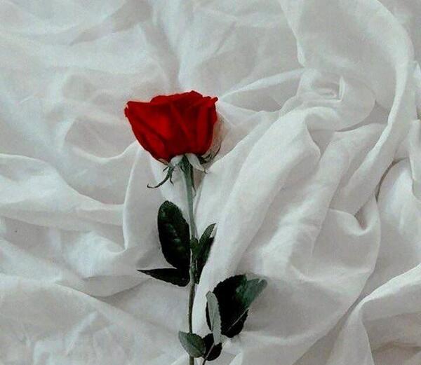 عکس گل برای پروفایل خاص